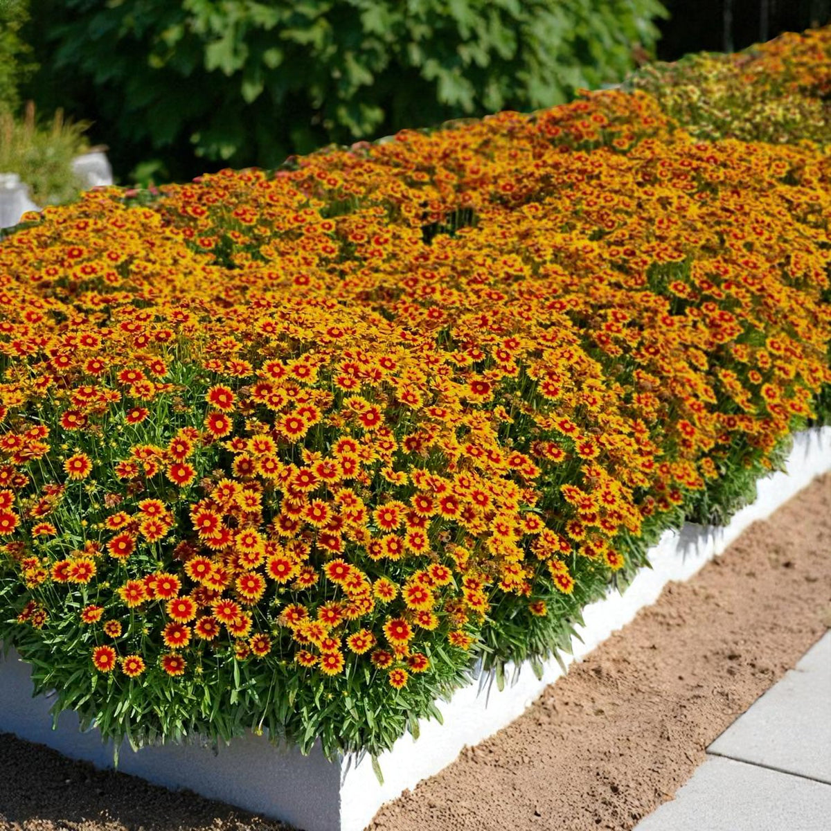 Coreopsis Solar Jewel Bare Root  4