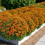 Coreopsis Solar Jewel Bare Root  4