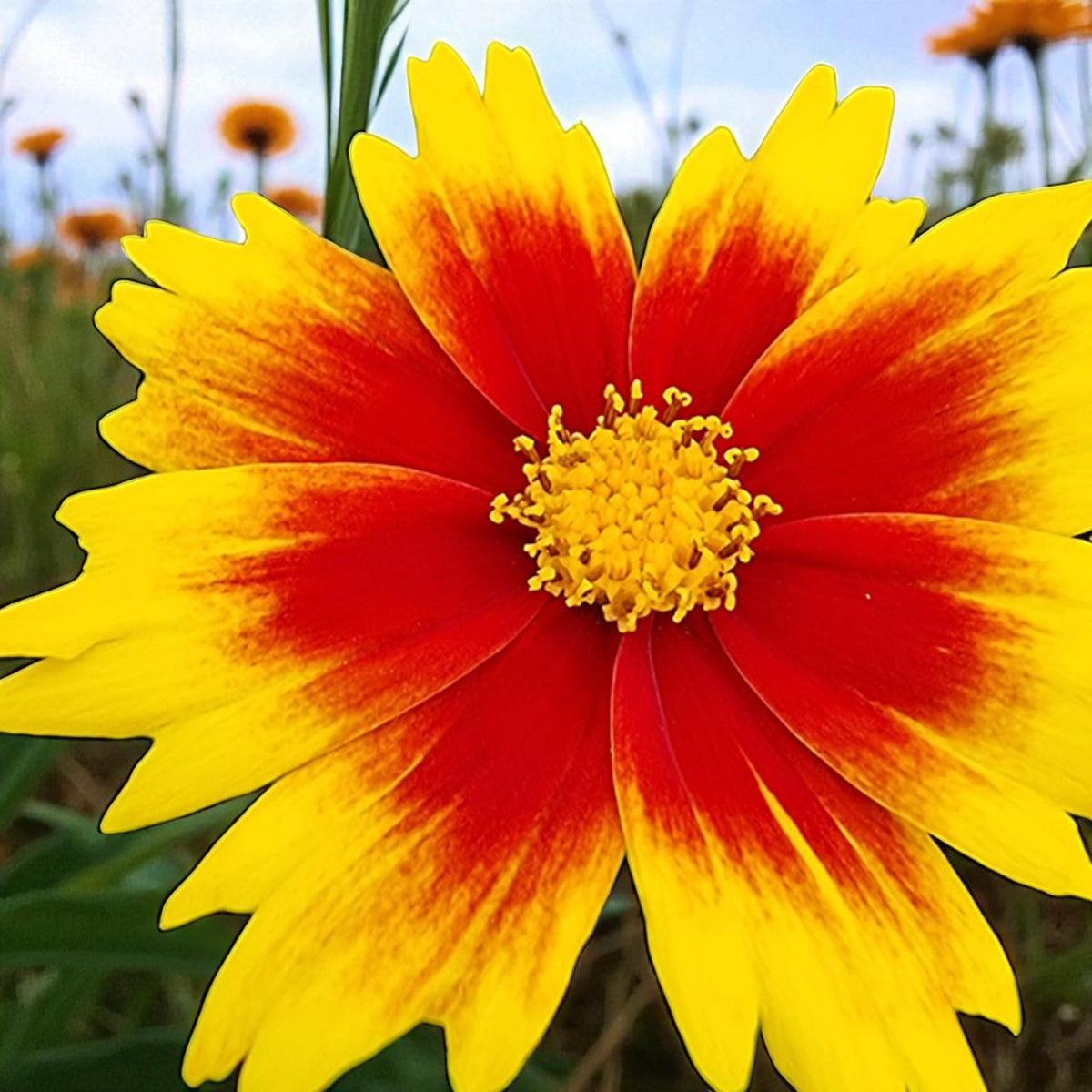 Coreopsis Solar Jewel Bare Root  2