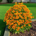 Coreopsis Solar Jewel Bare Root  3