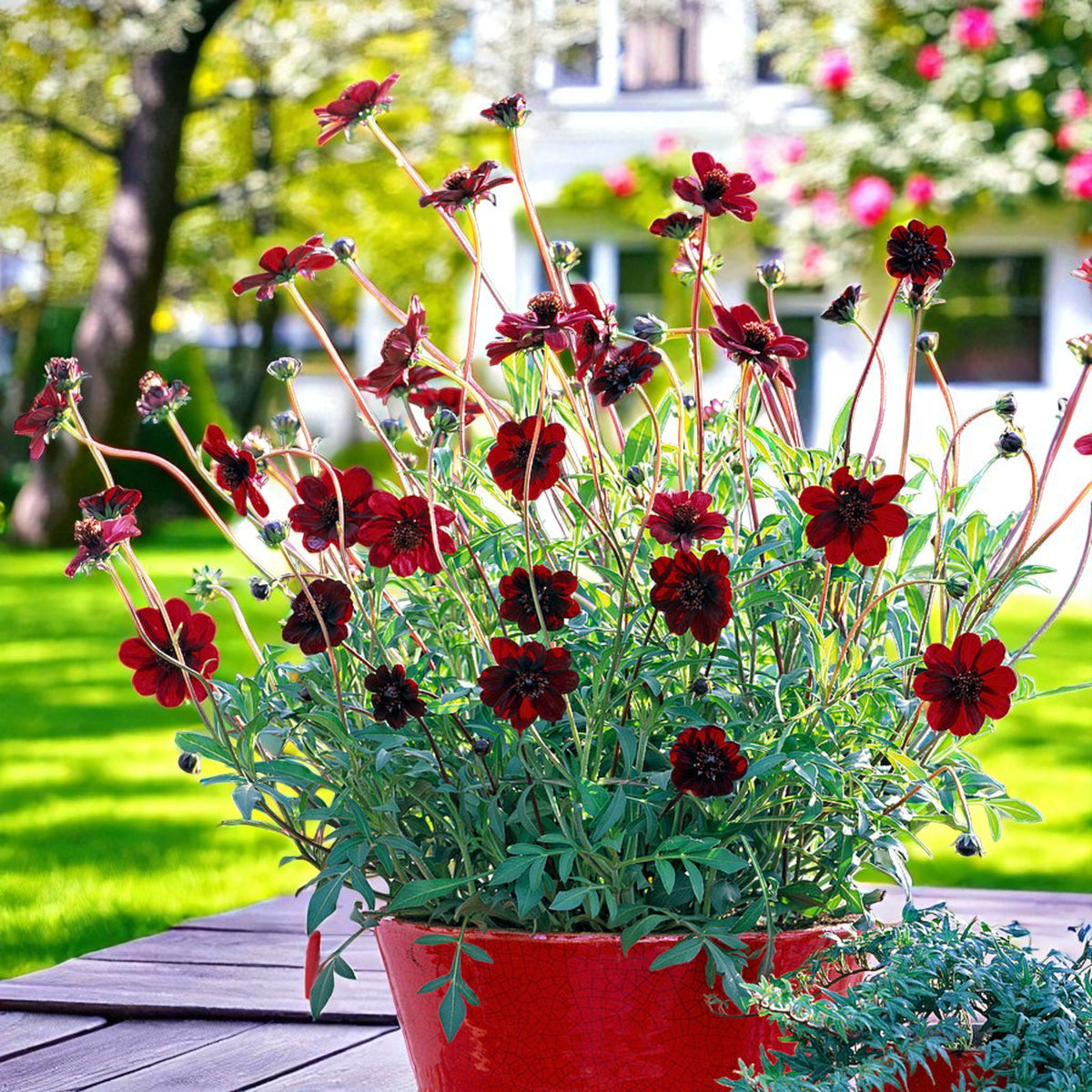 Cosmos Atrosanguineus Bare Root  3