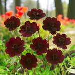 Cosmos Atrosanguineus Bare Root  4