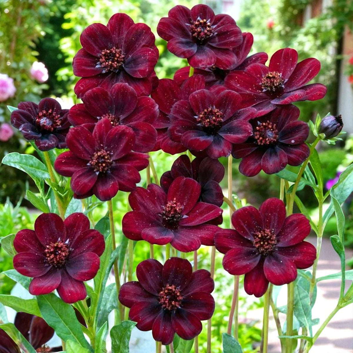 Cosmos Atrosanguineus Bare Root  1