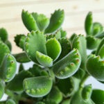 Cotyledon Ladismithiensis Bear Paw Succulent Close-up of Bear Paw succulent leaves showing their characteristic paw-like shape with tiny claw-like red tips and a fine fuzzy surface. 1