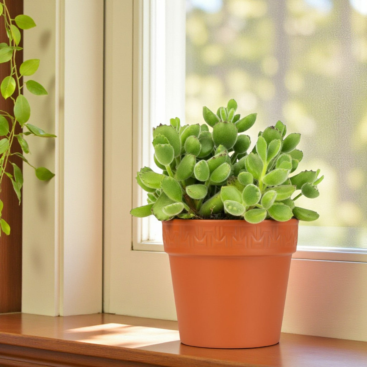 Cotyledon Ladismithiensis Bear Paw Succulent Bear Paw succulent with dense, fuzzy green leaves in an orange terracotta-style pot placed on a bright indoor windowsill. The sunlight highlights its soft texture and compact shape. 2