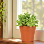 Cotyledon Ladismithiensis Bear Paw Succulent Bear Paw succulent with dense, fuzzy green leaves in an orange terracotta-style pot placed on a bright indoor windowsill. The sunlight highlights its soft texture and compact shape. 2