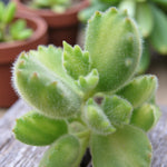 Cotyledon Ladismithiensis Bear Paw Succulent A young Bear Paw succulent showing small, soft, hairy green leaves with rounded tips, growing in a brown pot on a wooden surface. Other succulents appear blurred in the background. 3