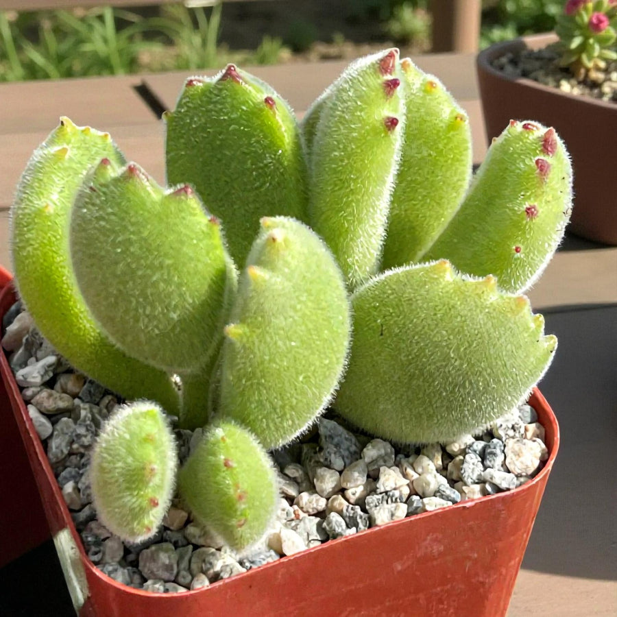 Cotyledon Ladismithiensis Bear Paw Succulent Close-up of a Bear Paw succulent with plump, fuzzy green leaves edged with small reddish tips, planted in a red pot filled with gravel. The thick, paw-shaped leaves are covered in fine hairs that give them a velvety texture. 4