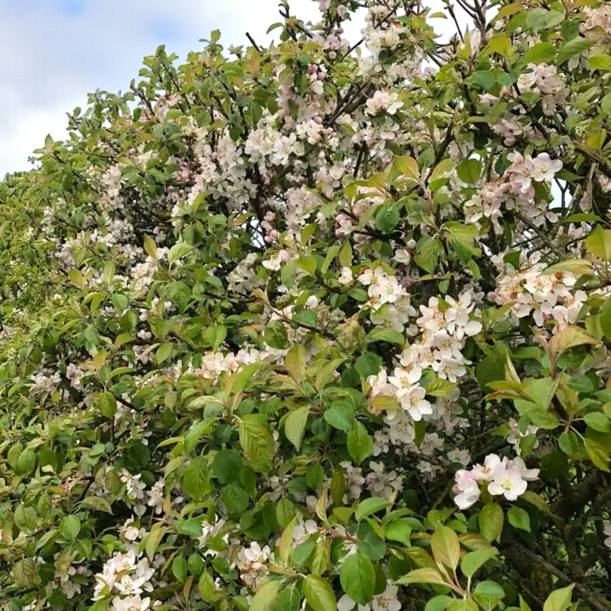 Crab Apple Hedging Crab Apple hedge covered in masses of pale pink and white spring blossom among bright green leaves under a partly cloudy sky. 1
