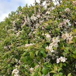 Crab Apple Hedging Crab Apple hedge covered in masses of pale pink and white spring blossom among bright green leaves under a partly cloudy sky. 1