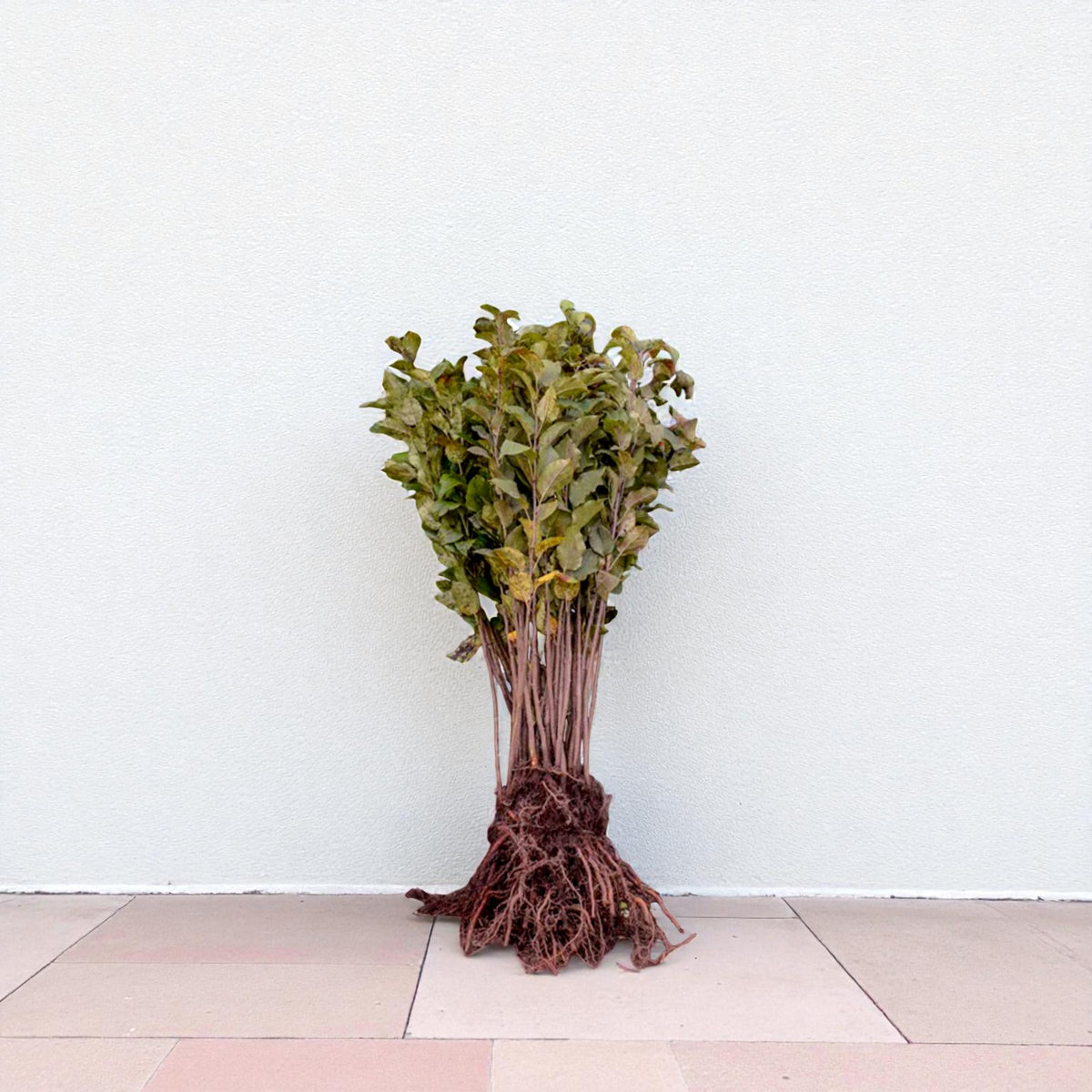 Crab Apple Hedging  2