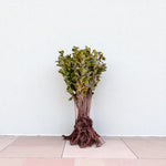 Crab Apple Hedging  2