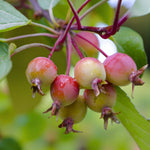 Crab Apple Hedging  4