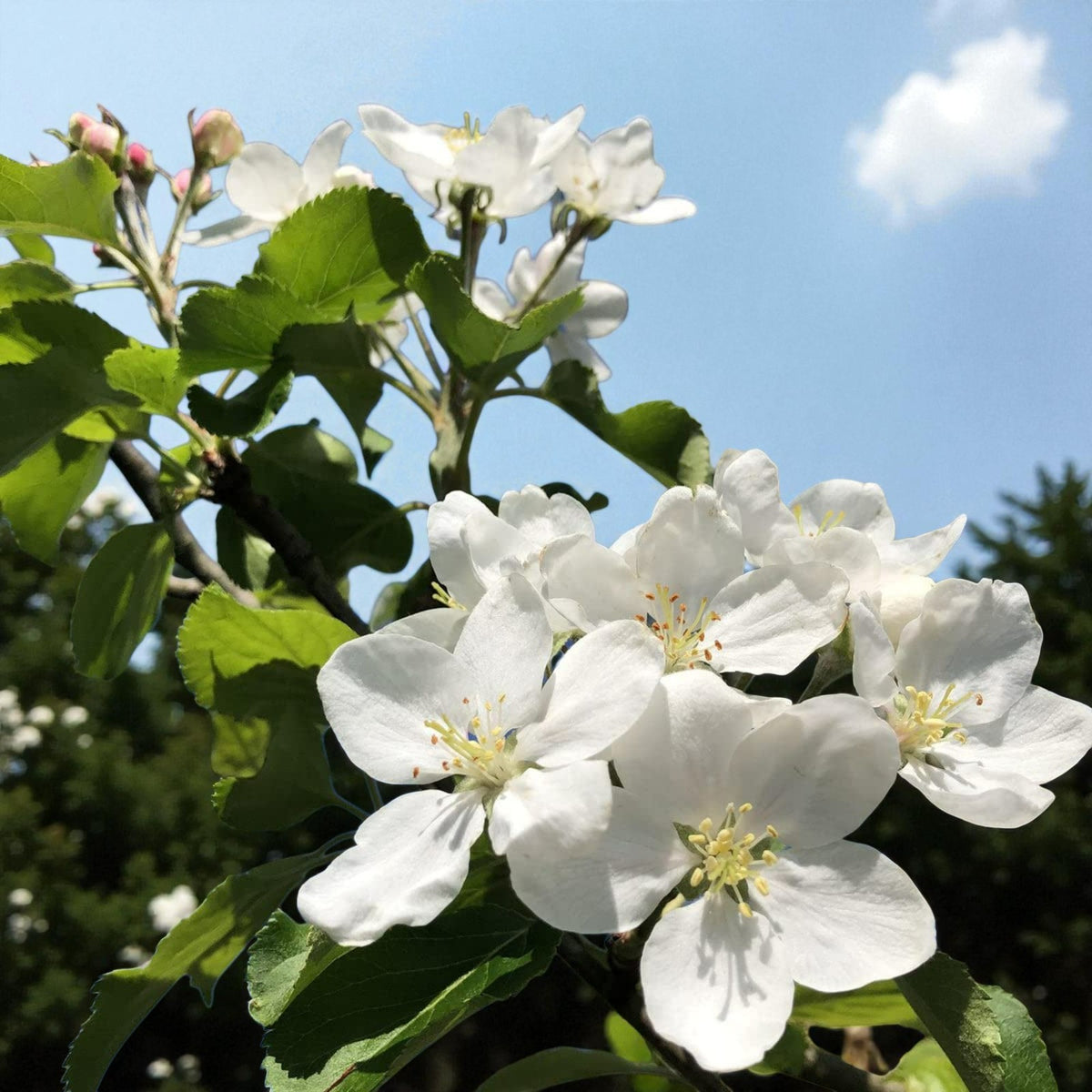 Crab Apple Hedging  3