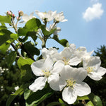 Crab Apple Hedging  3