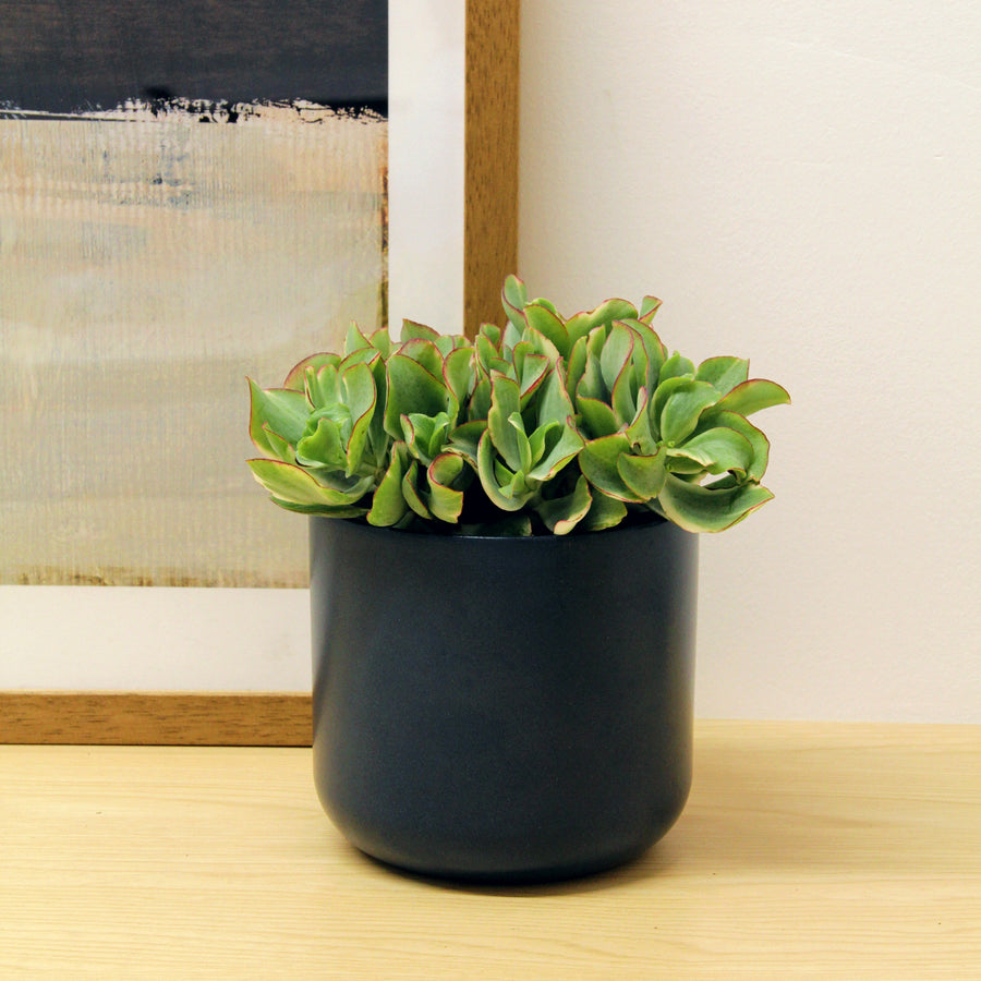Crassula Curly Green Ripple Jade Money Plant CRASULACURGRN-crassula curly green plant-1v2 1
