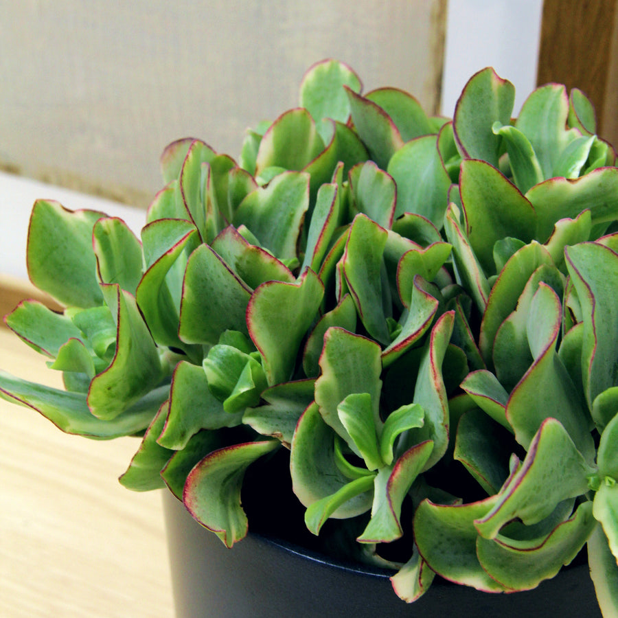 Crassula Curly Green Ripple Jade Money Plant CRASULACURGRN-crassula curly green plant-3v2 3