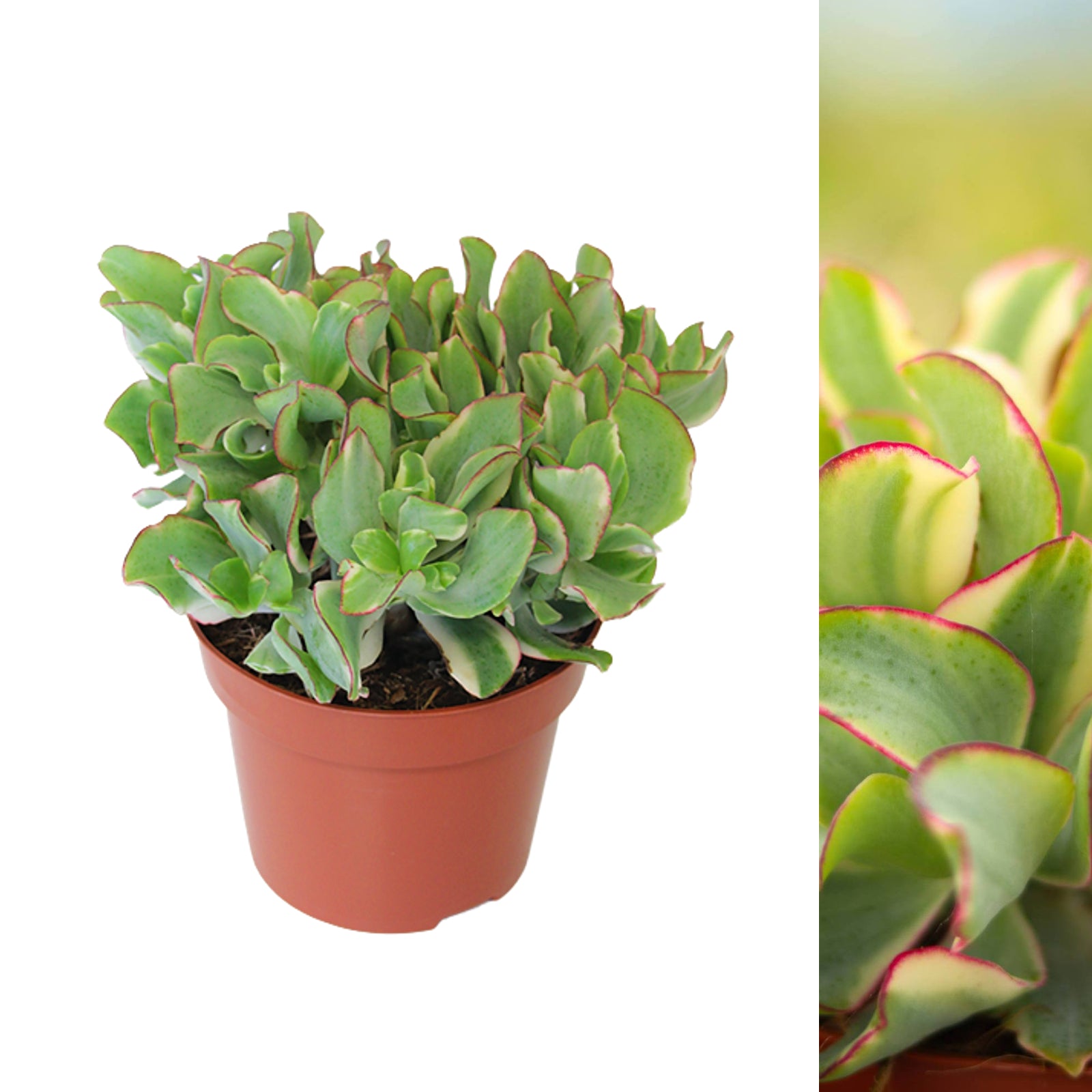 curly green succulent Crassula Curly Green Ripple Jade Money Plant