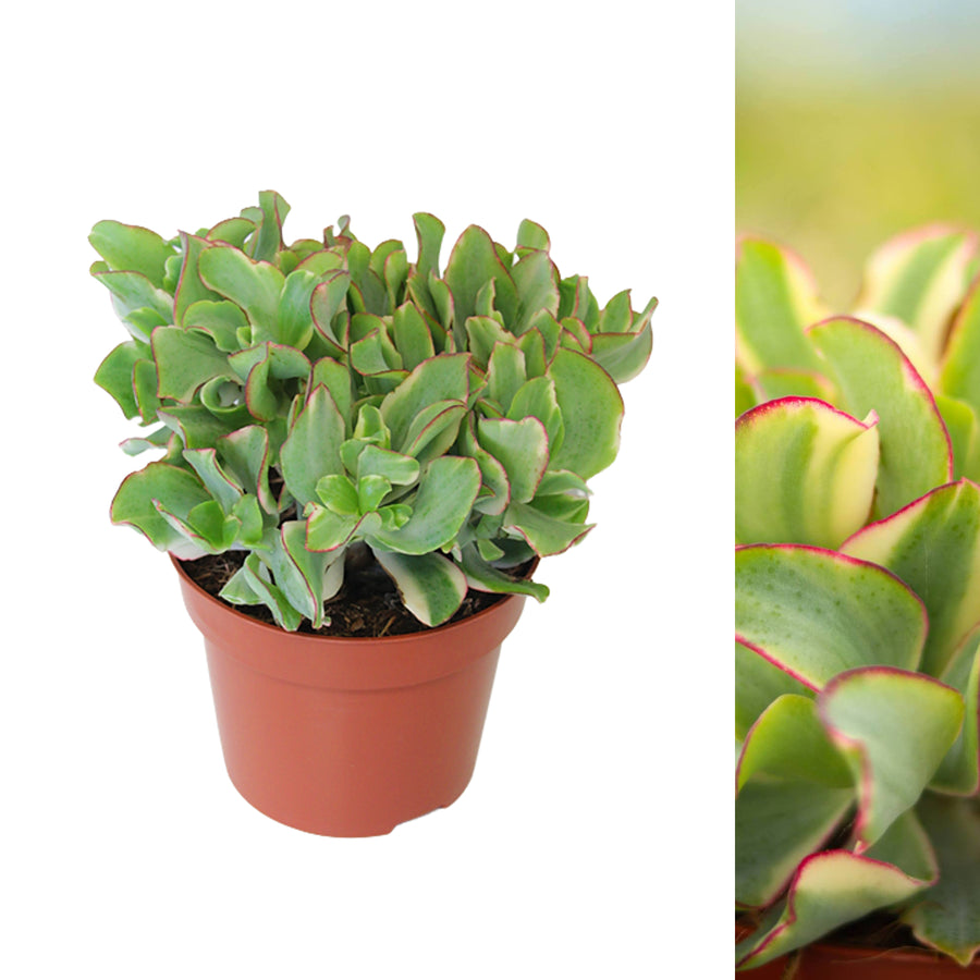 Crassula Curly Green Ripple Jade Money Plant CRASULACURGRN-crassula curly green plant-5 2