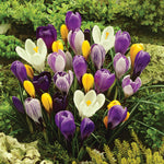 3 x Pots of Crocus Bulbs Crocus vernus mixed 3