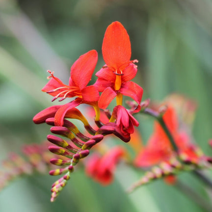 CROCSLUCFR-lucifer montbretia crocosmia summer bulbs - image1