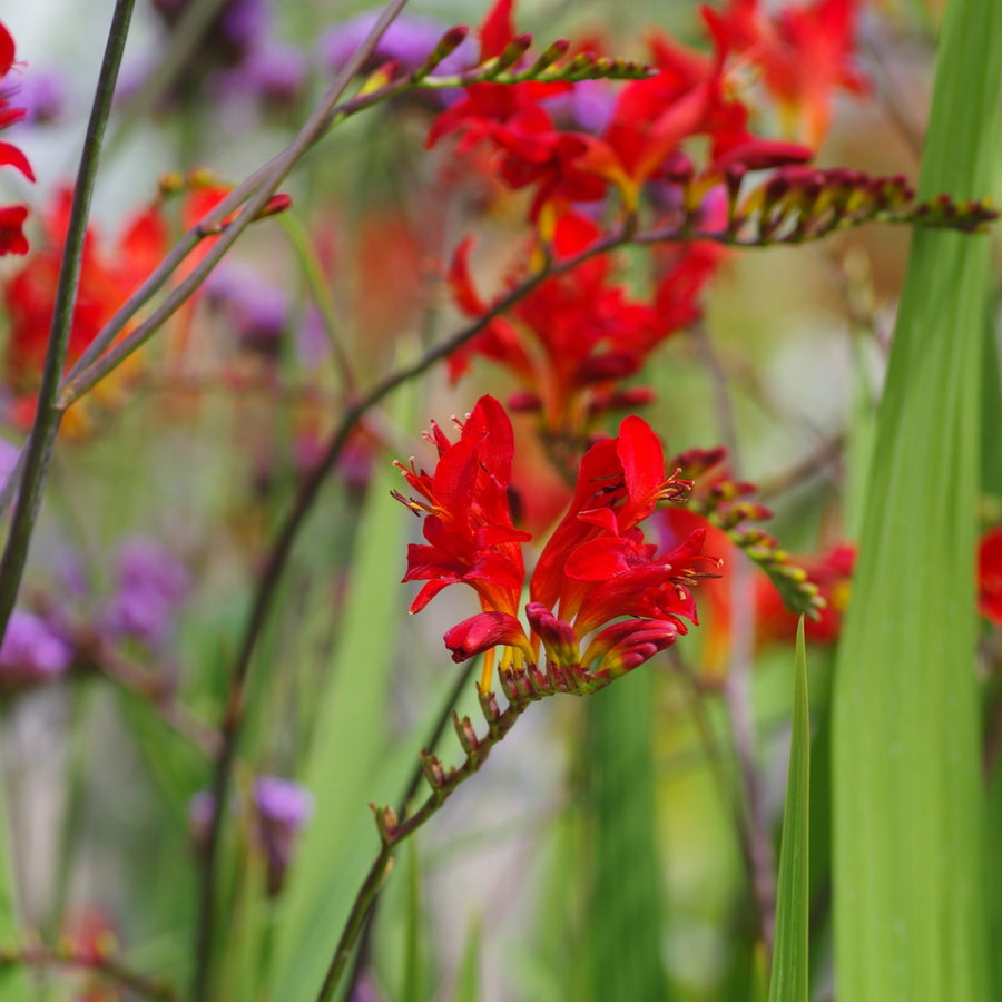 Crocosmia Lucifer Plant  2