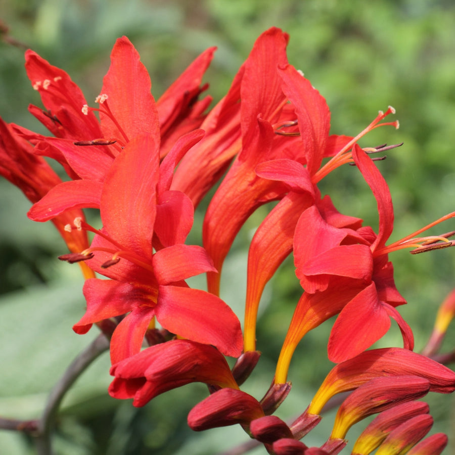 Crocosmia Lucifer Plant  4