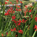 Crocosmia Lucifer Plant  3