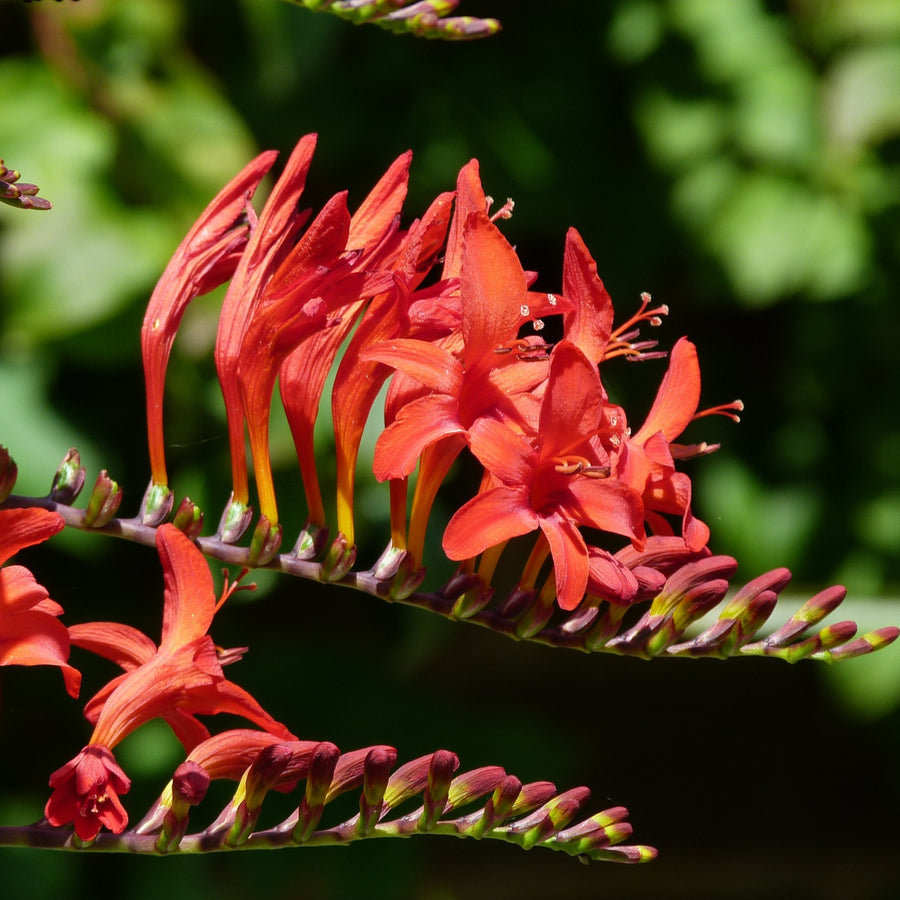 Crocosmia Lucifer Summer Bulbs CROCSLUCFR-lucifer montbretia crocosmia summer bulbs - image6 6
