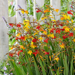 Crocosmia Mixed Summer Bulbs CROCSMIAMIX-mixed montbretia crocosmia summer bulbs - image1 2