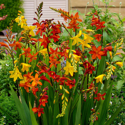 CROCSMIAMIX-mixed montbretia crocosmia summer bulbs - image2