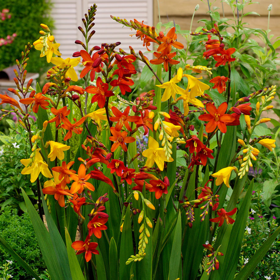 Crocosmia Mixed Summer Bulbs CROCSMIAMIX-mixed montbretia crocosmia summer bulbs - image2 1