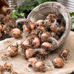 Crocosmia Mixed Summer Bulbs CROCSMIAMIX-mixed montbretia crocosmia summer bulbs - image3 3