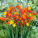 Crocosmia Mixed Summer Bulbs CROCSMIAMIX-mixed montbretia crocosmia summer bulbs - image4 4