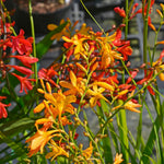 Crocosmia Mixed Summer Bulbs CROCSMIAMIX-mixed montbretia crocosmia summer bulbs - image5 5