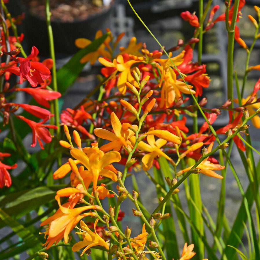 Crocosmia Mixed Summer Bulbs CROCSMIAMIX-mixed montbretia crocosmia summer bulbs - image5 5