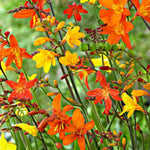 Crocosmia Mixed Summer Bulbs CROCSMIAMIX-mixed montbretia crocosmia summer bulbs - image6 6