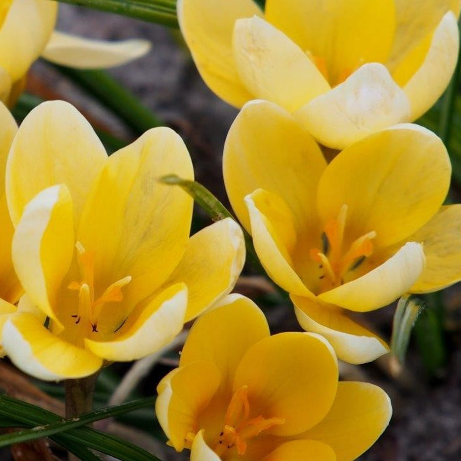 Crocus 100 Mixed Bulb Collection Crocus 100 Mixed Bulb Collection image2 2