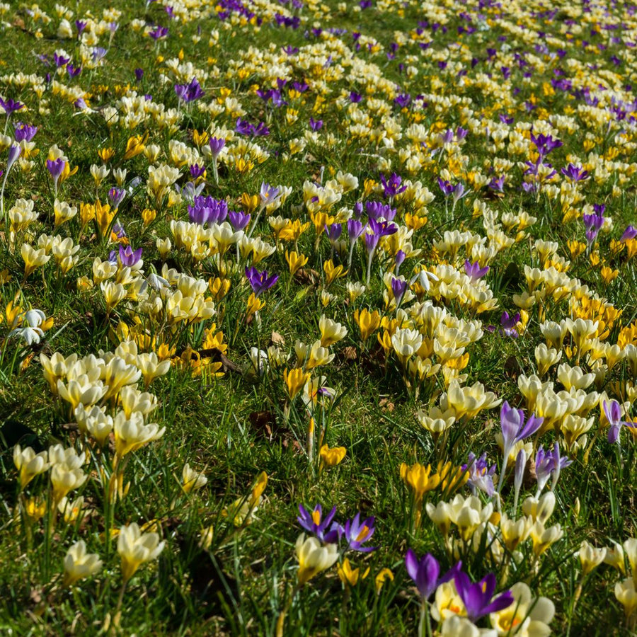 Crocus 100 Mixed Bulb Collection Crocus 100 Mixed Bulb Collection image4 4