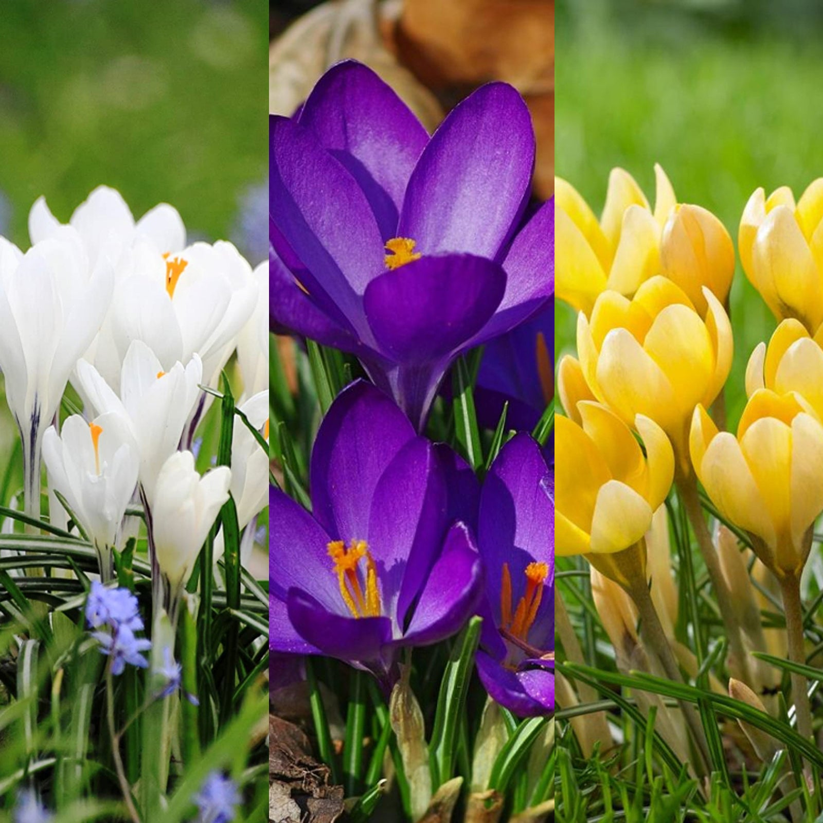 Crocus Bulb Mix