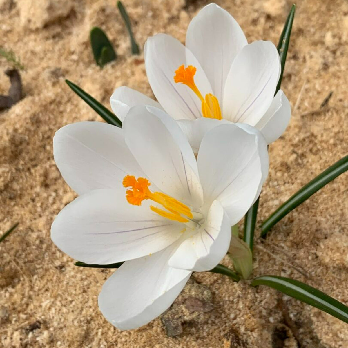 Crocus Bulb Mix Crocus Bulb Mix image2 2