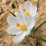 Crocus Bulb Mix Crocus Bulb Mix image2 2