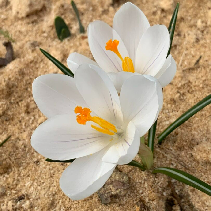 Crocus Bulb Mix Crocus Bulb Mix image2 2