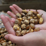 Crocus Grand Maitre Bulbs Crocus Grand Maitre Bulbs image2 2