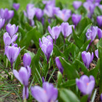 Crocus Grand Maitre Bulbs Crocus Grand Maitre Bulbs image3 3