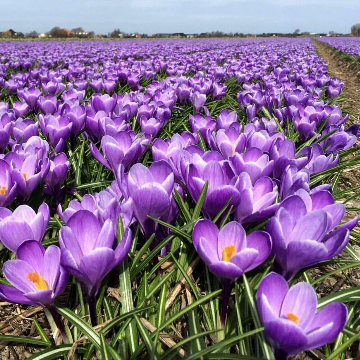 Crocus Grand Maitre Bulbs Crocus Grand Maitre Bulbs image4 4