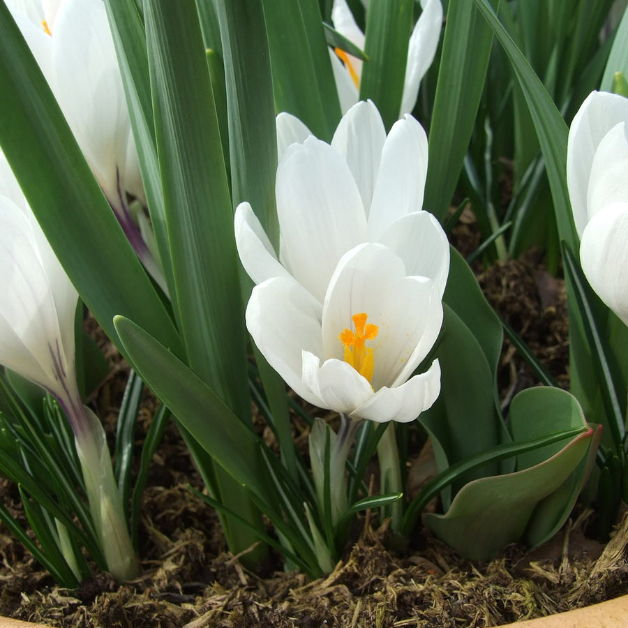Crocus Jeanne D’Arc White Bulbs CROCUSJENDARC-image2 3