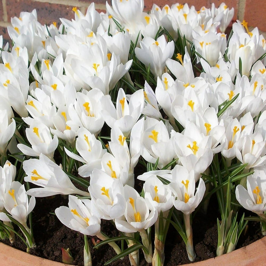 Crocus Jeanne D’Arc White Bulbs CROCUSJENDARC-image4 1