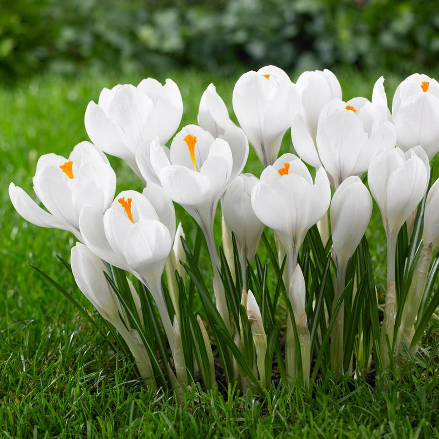 Crocus Jeanne D’Arc White Bulbs CROCUSJENDARC-image6 2