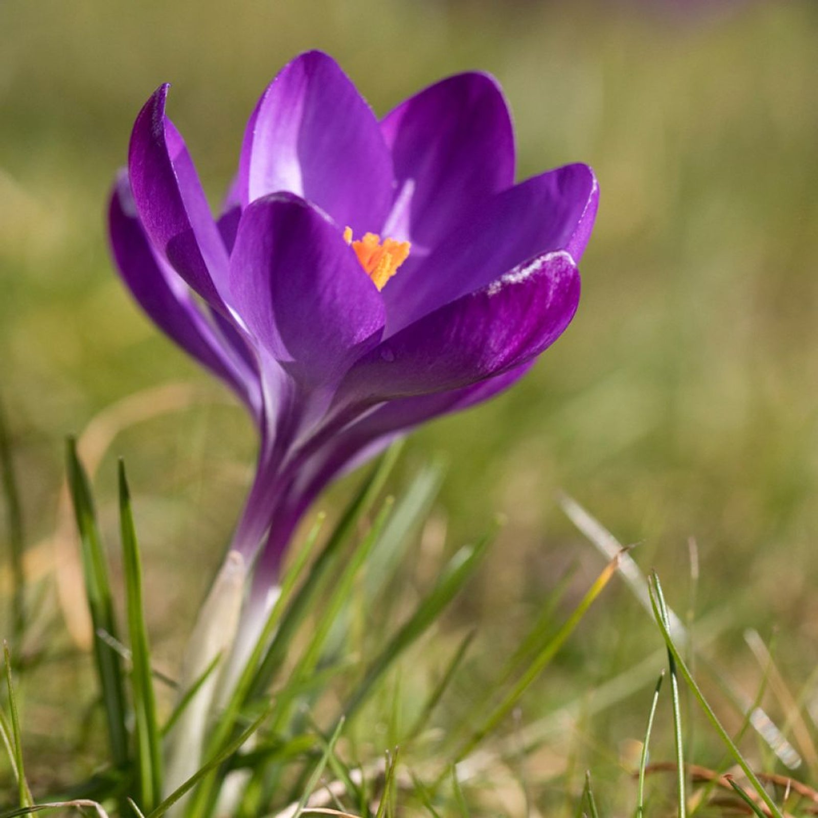 Crocus Ruby Giant Bulbs
